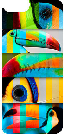 Toucan