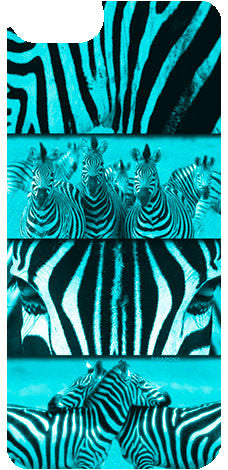 Zebra Turquoise